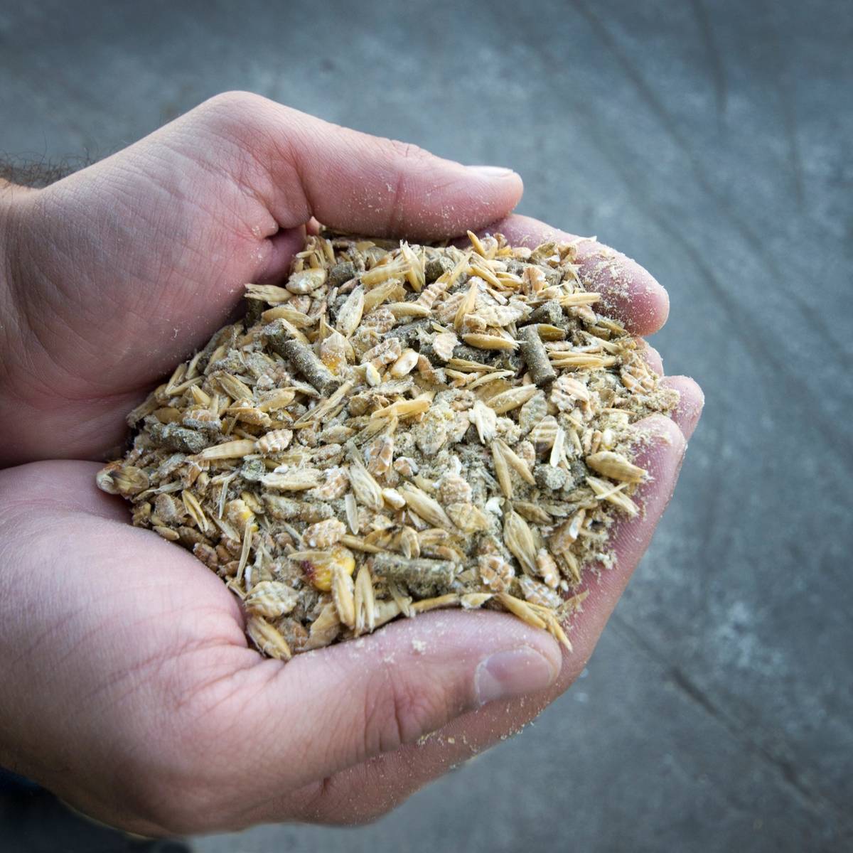 Suplementos alimenticios asequibles para aves